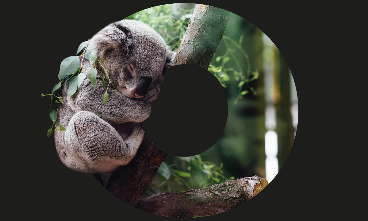 Photomontage Koala